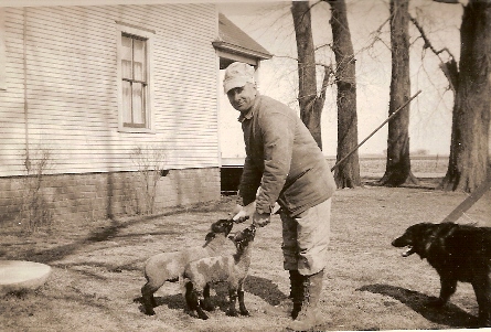 Feeding Lambs